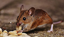 24 Hour & Emergency Exterminators in Moose River, NY